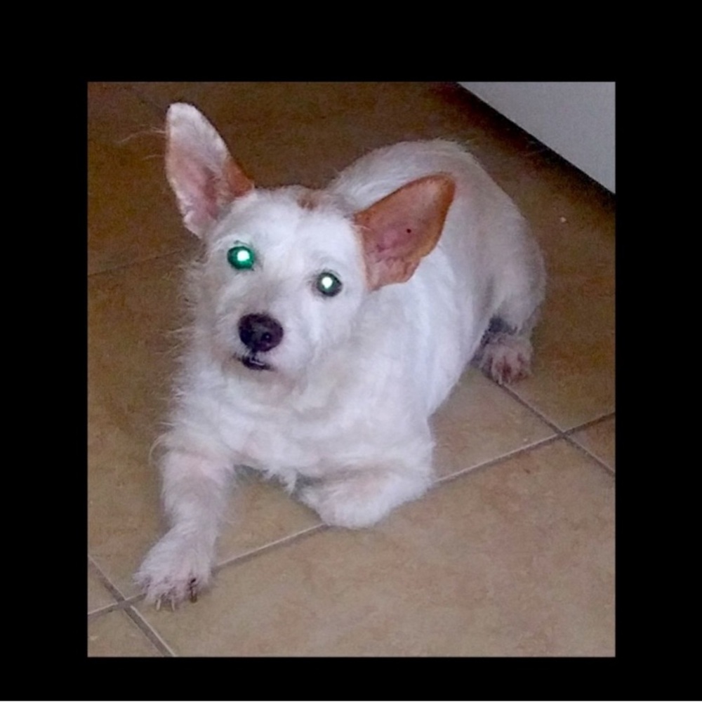 MY PUPPY SOLOVENO